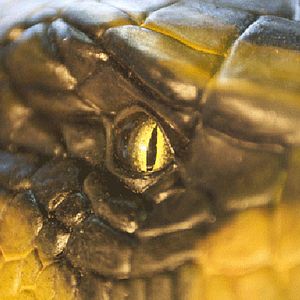 Foto Dwight H. Little