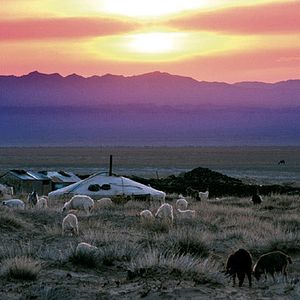 Foto La historia del camello que llora