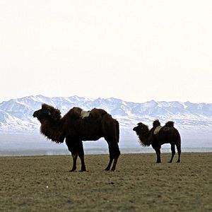 Foto La historia del camello que llora