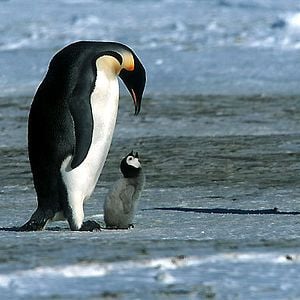 Foto El viaje del emperador