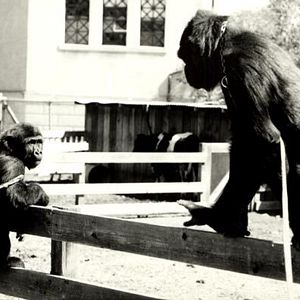 Foto Barbet Schroeder