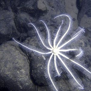 Foto Misterios del océano