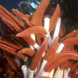 Foto Misterios del océano