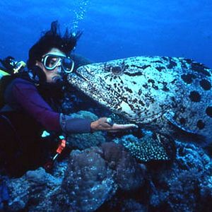 Foto Greg MacGillivray