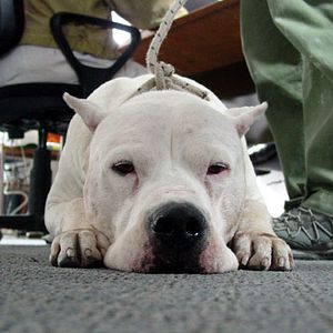 Foto Bombón, el perro