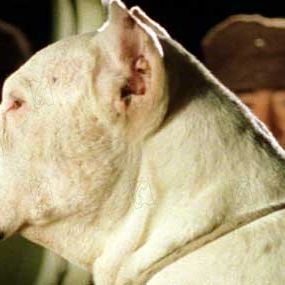 Foto Bombón, el perro