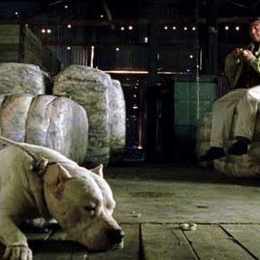 Foto Bombón, el perro