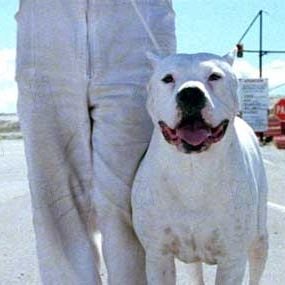 Foto Bombón, el perro