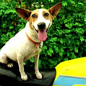 Foto Wisit Sasanatieng