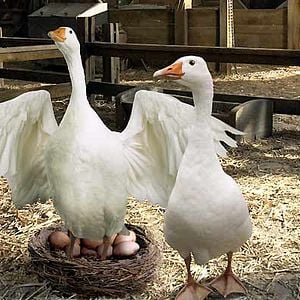 Foto La telaraña de Carlota