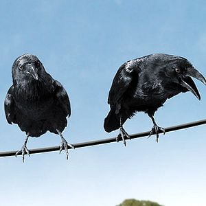 Foto La telaraña de Carlota