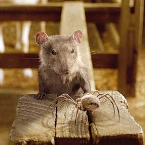 Foto La telaraña de Carlota