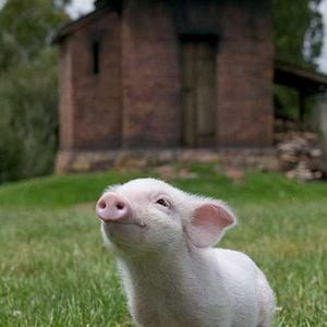Foto La telaraña de Carlota