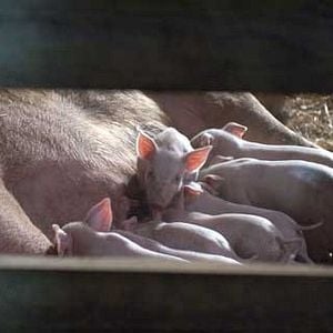 Foto La telaraña de Carlota