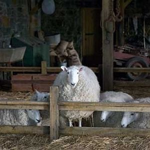 Foto La telaraña de Carlota