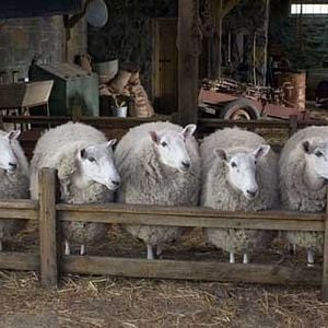 Foto La telaraña de Carlota