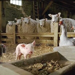 Foto La telaraña de Carlota