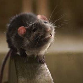 Foto La telaraña de Carlota