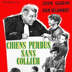 Foto Chiens perdus sans collier