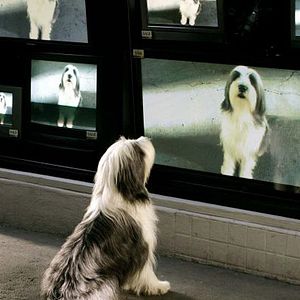 Foto Cariño, estoy hecho un perro