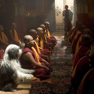 Foto Cariño, estoy hecho un perro