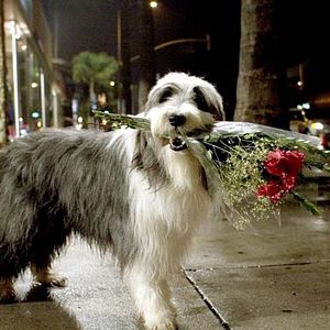 Foto Cariño, estoy hecho un perro