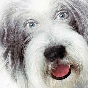 Foto Cariño, estoy hecho un perro