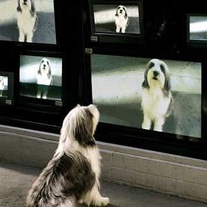 Foto Cariño, estoy hecho un perro