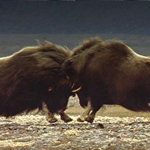 Foto Thierry Ragobert