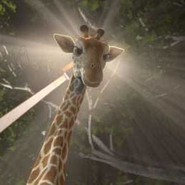 Foto Salvaje (The Wild)