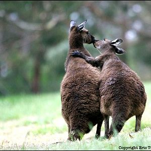 Foto Laurent Charbonnier