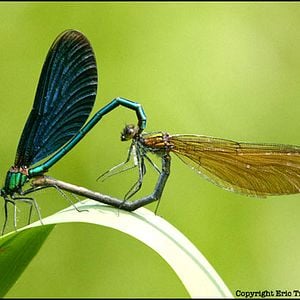 Foto Laurent Charbonnier