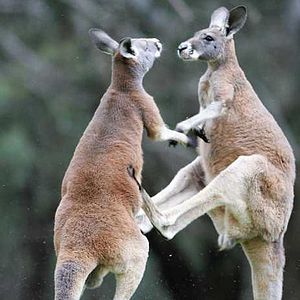 Foto Laurent Charbonnier