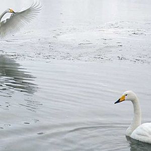 Foto Laurent Charbonnier