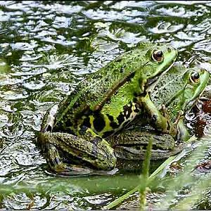 Foto Laurent Charbonnier