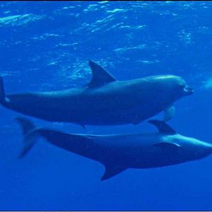 Foto Laurent Charbonnier