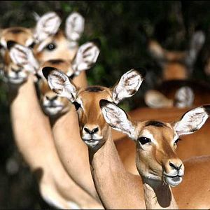 Foto Laurent Charbonnier