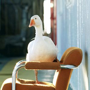 Foto La vida secreta de las palabras