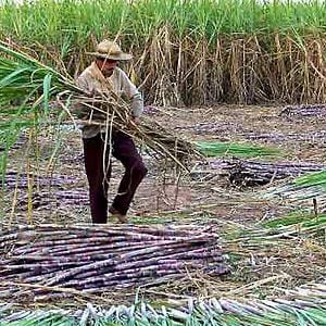 Foto La hamaca paraguaya