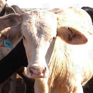 Foto Fast Food Nation