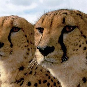 Foto Mario Andreacchio