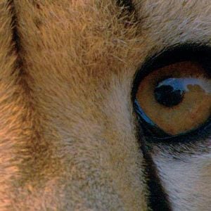 Foto Mario Andreacchio