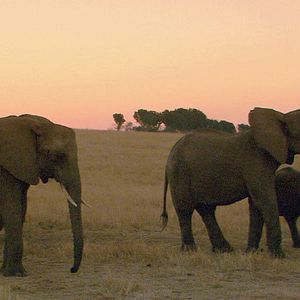 Foto Mario Andreacchio