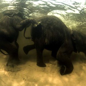 Foto Alastair Fothergill