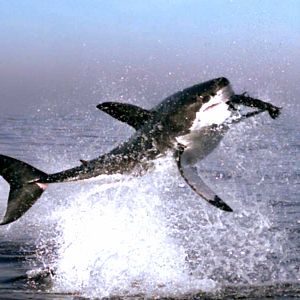 Foto Alastair Fothergill