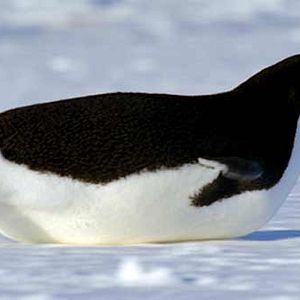 Foto Alastair Fothergill