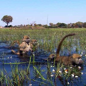 Foto Alastair Fothergill