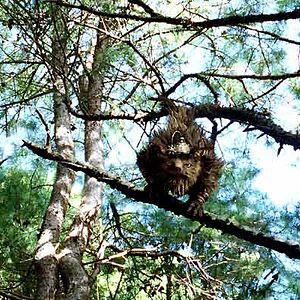 Foto Un puente hacia Terabithia
