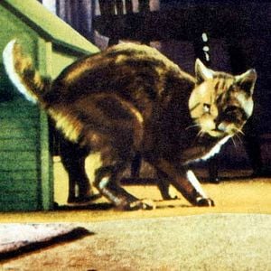 Foto El increíble hombre menguante