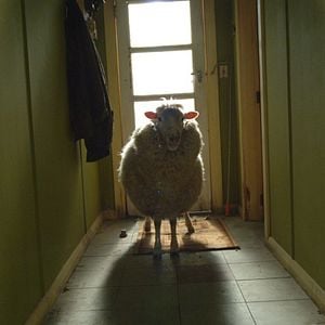 Foto Ovejas asesinas